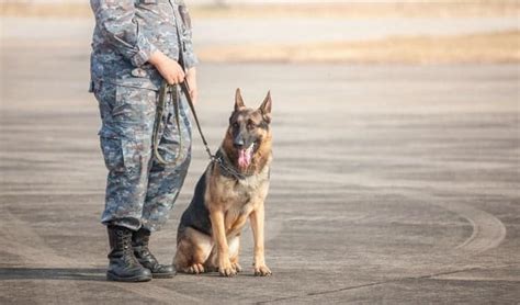 Military Working Dog Handler Requirements