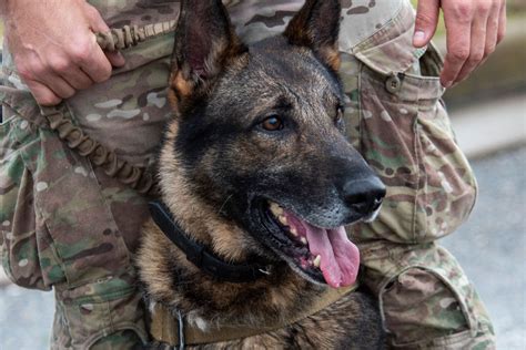 Military Working Dog