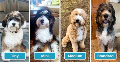 Mini Bernedoodle Health Issues