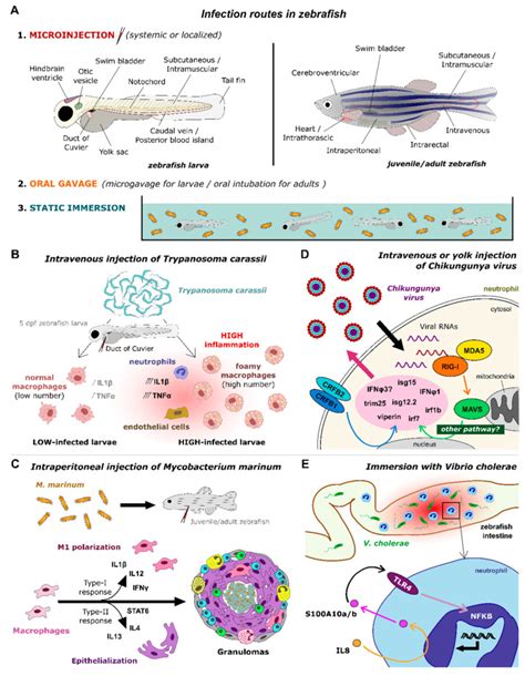 Molecular Actors Of Inflammation And Their Signaling Pathways Mechanistic Insights From Zebrafish