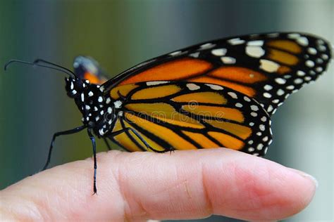 Monarch Butterflies Impact Human Health