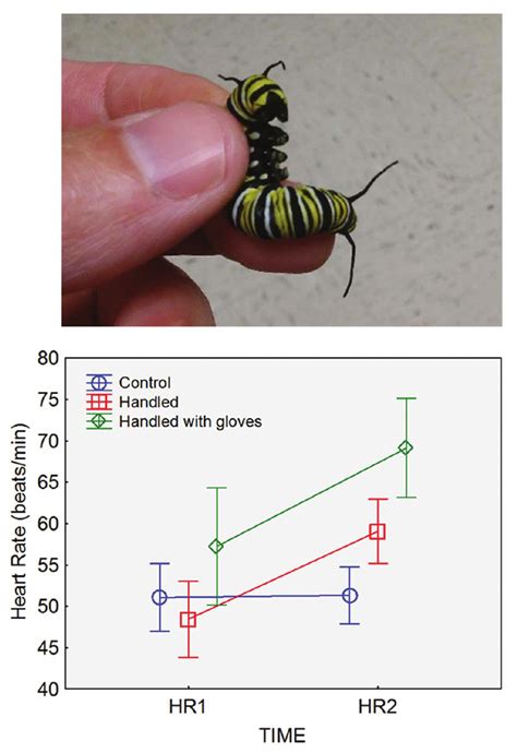 Monarch Butterflies Human Health