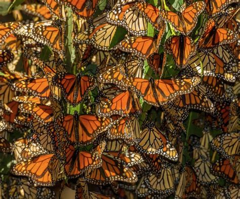 Monarch Butterflies In Captivity