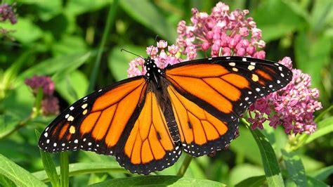 Monarch Butterfly Pesticides