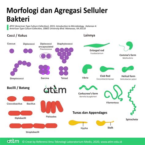 Morfologi