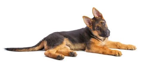 Musculoskeletal Disorders German Shepherd