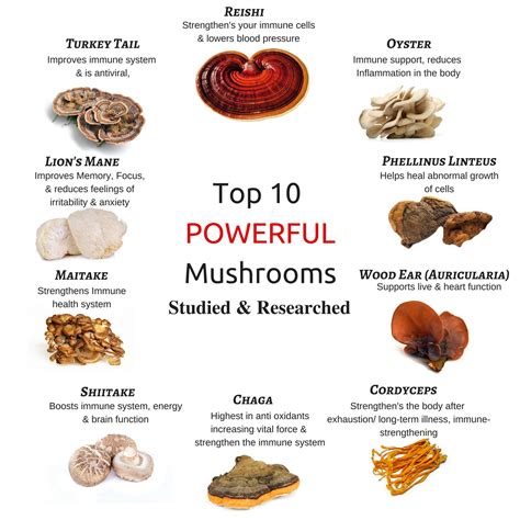 Mushroom Supplement Benefits