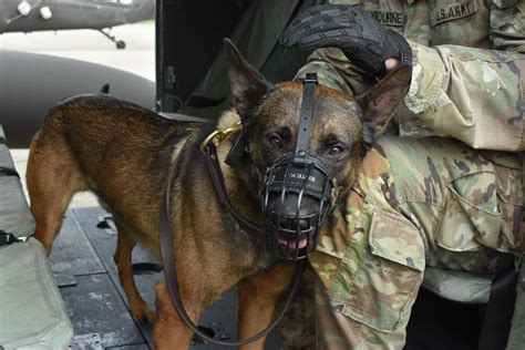 Mwd Chrach Crash Military Working Dogs Military Dogs Working Dogs