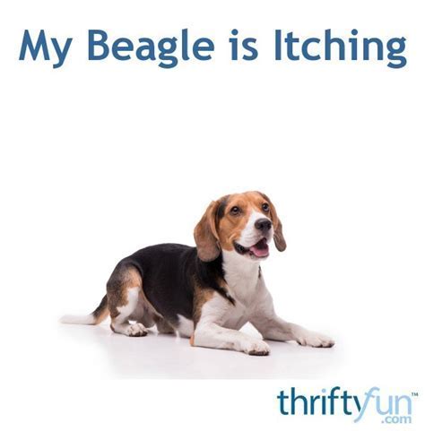 My Beagle Is Itching Bad