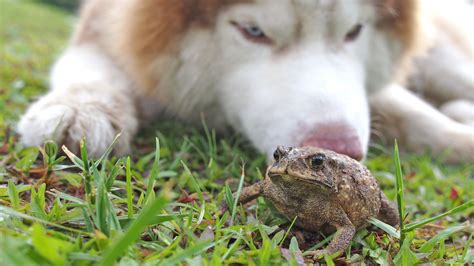 My Dog Ate A Frog Dog Ate Frog Dog Eating First Aid For Dogs Frog