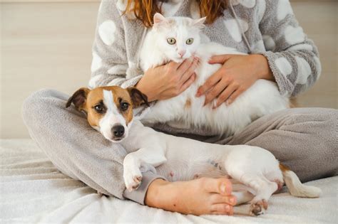 Nationwide Cancels Pet Insurance