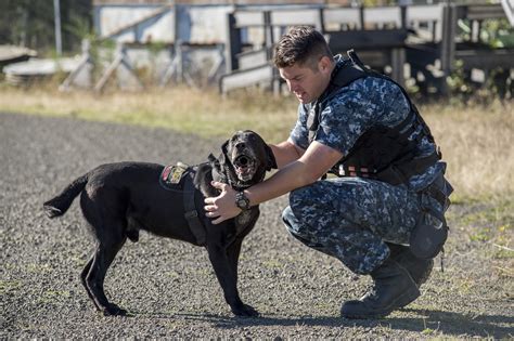 Navy K9 Handler