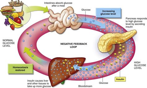 Negative Feedback Endocrine System Example