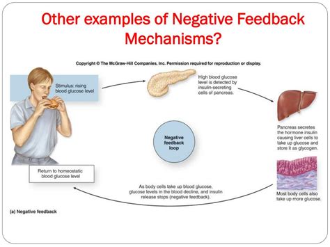 Negative Feedback Examples Anatomy