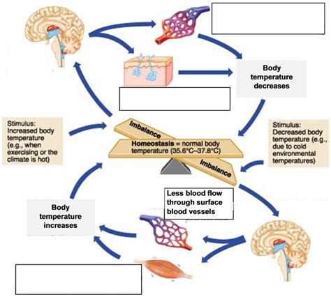 Negative Feedback Homeostasis