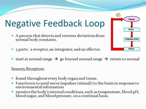 Negative Feedback Loop Definition