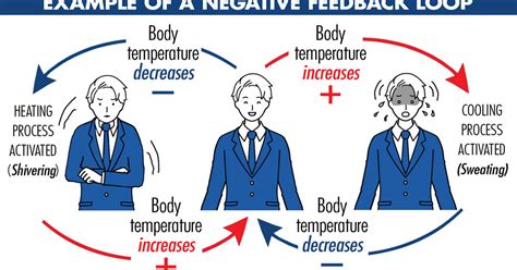 Negative Feedback Loop