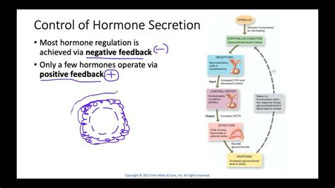 Negative Feedback Loops Endocrine System