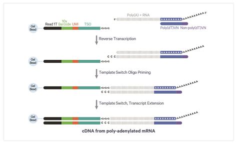 Ngi Sweden 10X Genomics 3 Or 5 Gene Expression Gem X Or Next Gem