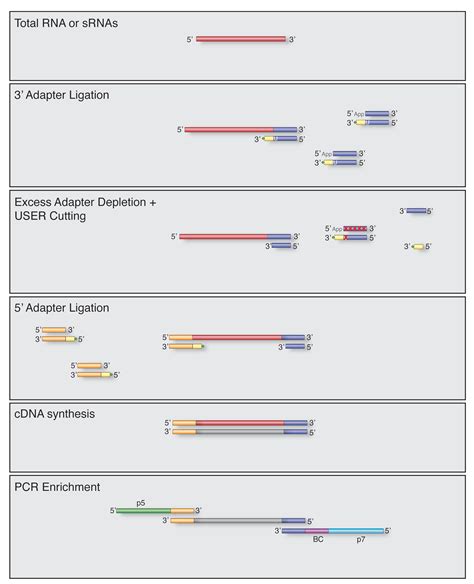 Novel Small Rna Seq Neb