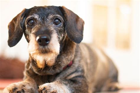 Older Dachshund Health Problems