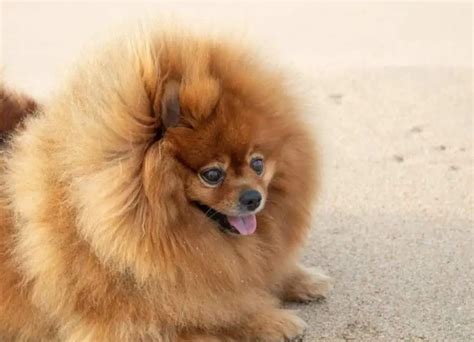 Older Pomeranian Health Issues