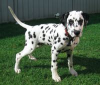 Oldest Dalmatian