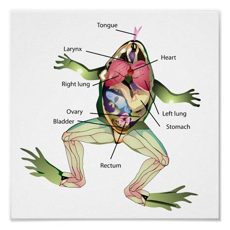 Organ Systems Frog Tips Healthy