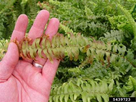 Outdoor Fern Diseases Photos