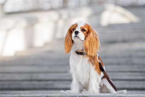 Owning A Cavalier King Charles Spaniel Eye Envy Inc