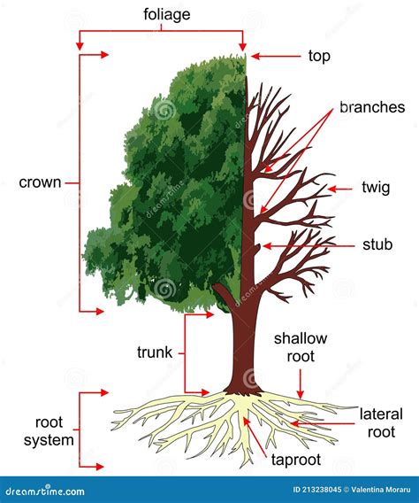 Parts Of A Mature Tree