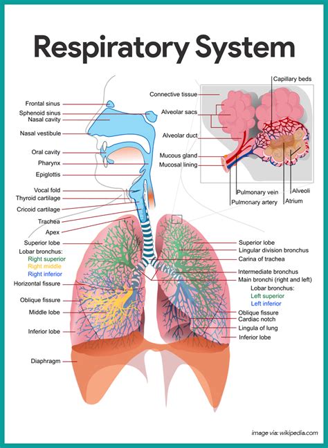 Parts Of Respiratory System