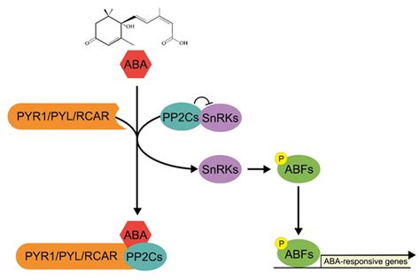 Pathways Aba