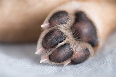 Paws For Pets