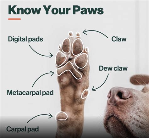 Paws To Health For Pets