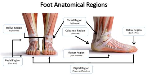 Pedal Meaning Anatomy