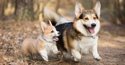 Pembroke Welsh Corgi Lifespan