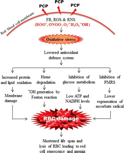 Pentachlorophenol Effects On Humans