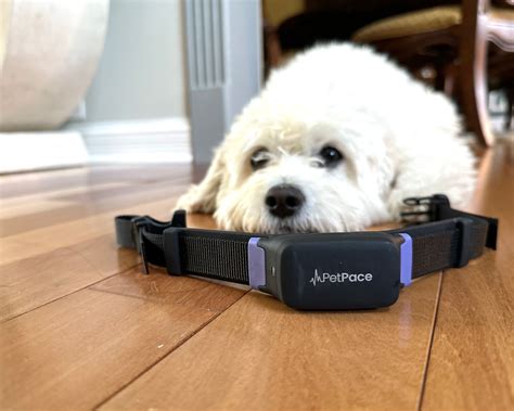 Petpace Dog Collar Review