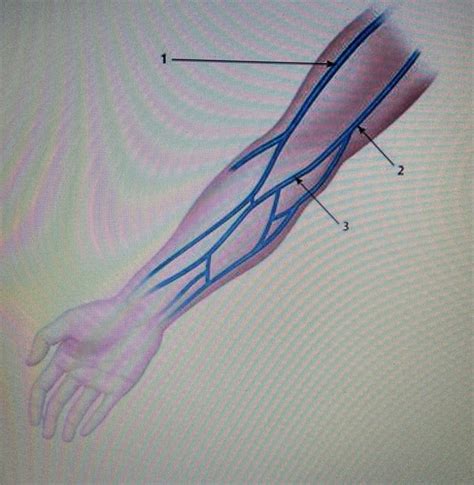 Phlebotomy Final Flashcards Quizlet