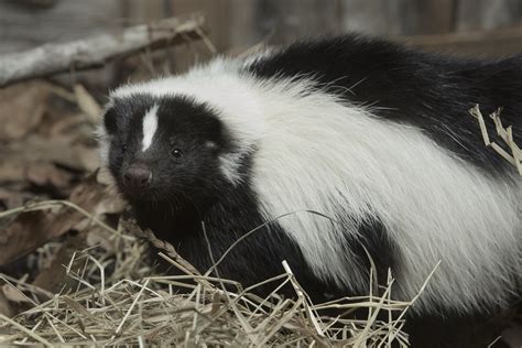 Picture Of A Female Skunk