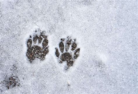 Picture Of A Skunk Footprint