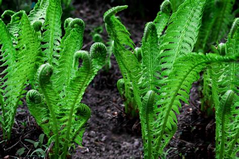 Picture Of Fern Plant