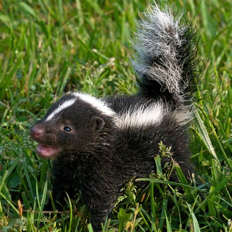 Skunk Pictures