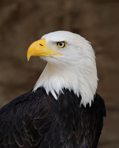 Pictures Of Bald Eagle