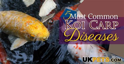 Pictures Of Koi Fish Diseases