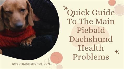 Piebald Dachshund Health Issues