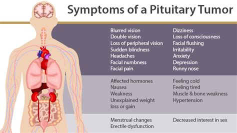 Pituitary Gland Disorders In Females