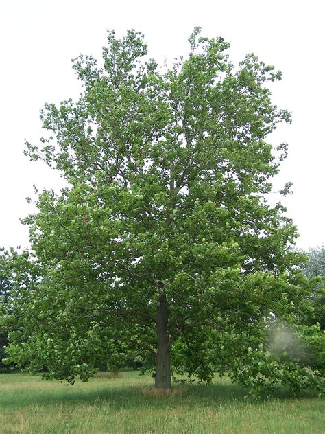 Platanus Occidentalis Wikipedia