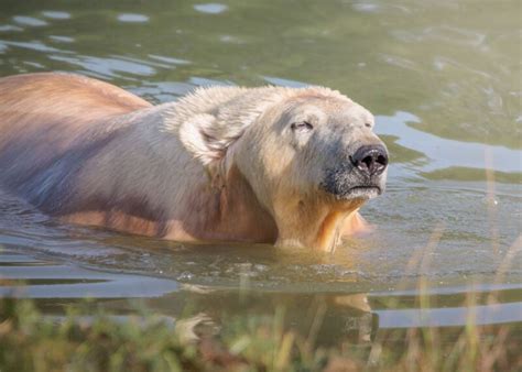 Polar Bear Reserve At Jimmy S Farm Amp Wildlife Park Holmes Plant Amp Construction Ltd